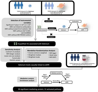 A new perspective on selenium’s impact on renal function: European population-based analysis of plasma proteome-mediated Mendelian randomization study